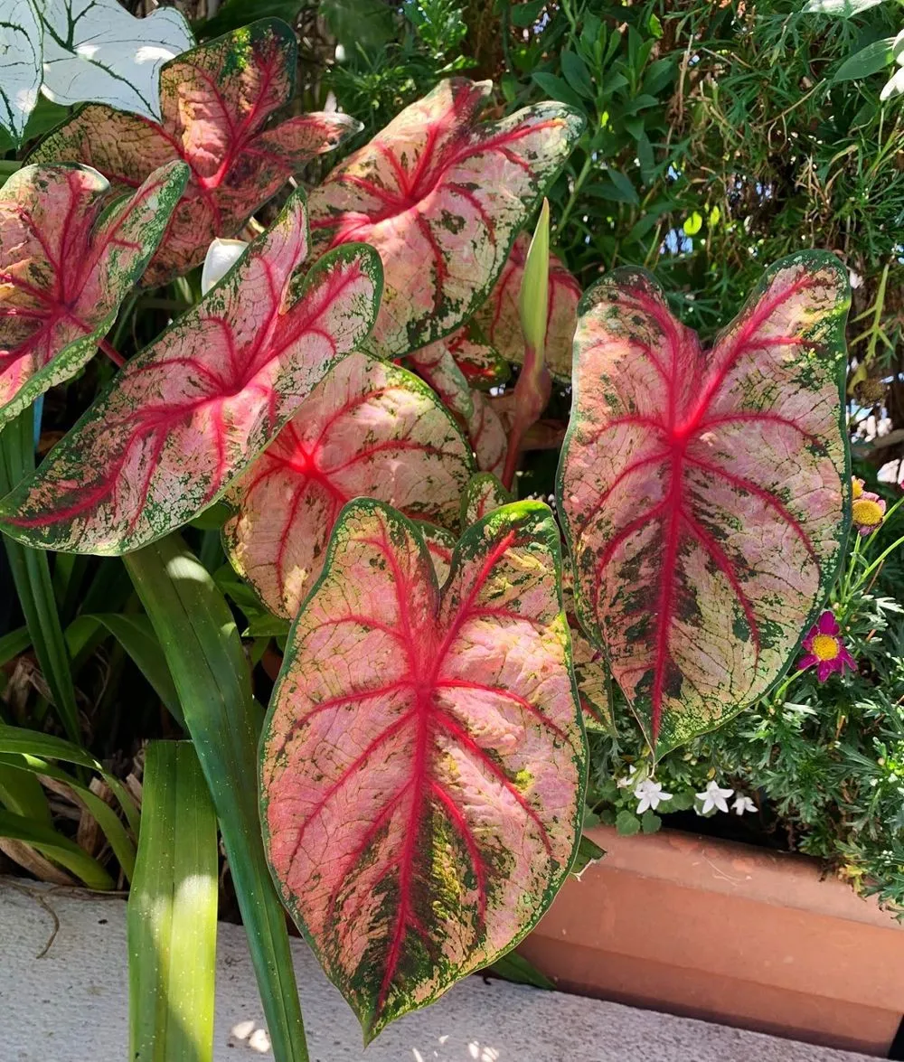 How To Grow And Care For Caladium Plant