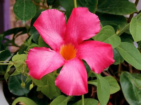 How to Care for Brazilian Jasmine Plant (Mandevilla Sanderi)