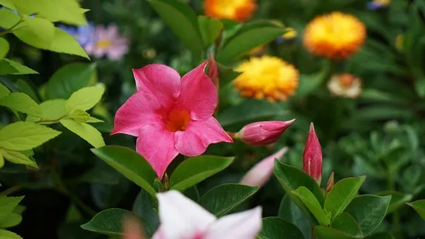 How to Care for Brazilian Jasmine Plant (Mandevilla Sanderi)