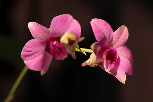 How to Grow and Care for Dendrobium Orchid