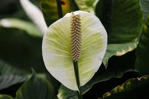 How to Propagate Healthy Peace Lily