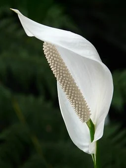 How to Propagate Healthy Peace Lily