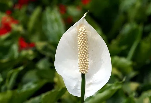 What Is The Best Soil For Peace Lily