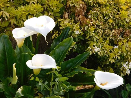 What Is The Best Soil For Peace Lily