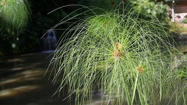 How To Grow And Propagate Papyrus Plant