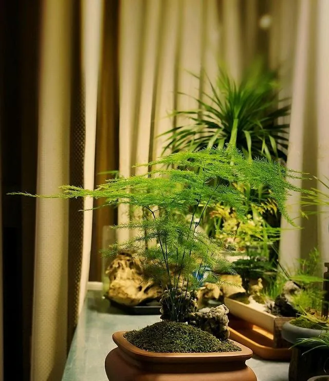 Why Is My Asparagus Fern Turning Yellow - 7 Reasons and Treatments