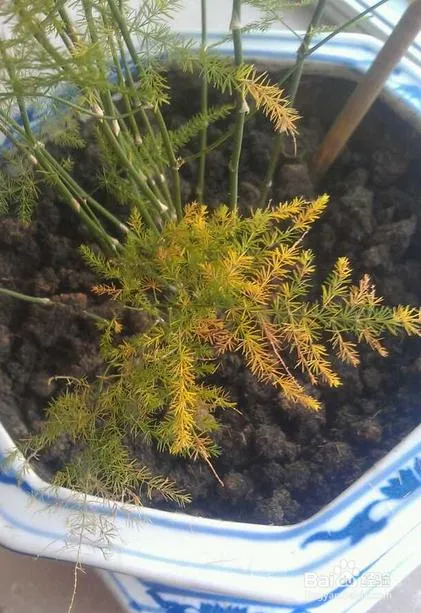 Why Is My Asparagus Fern Turning Yellow - 7 Reasons and Treatments