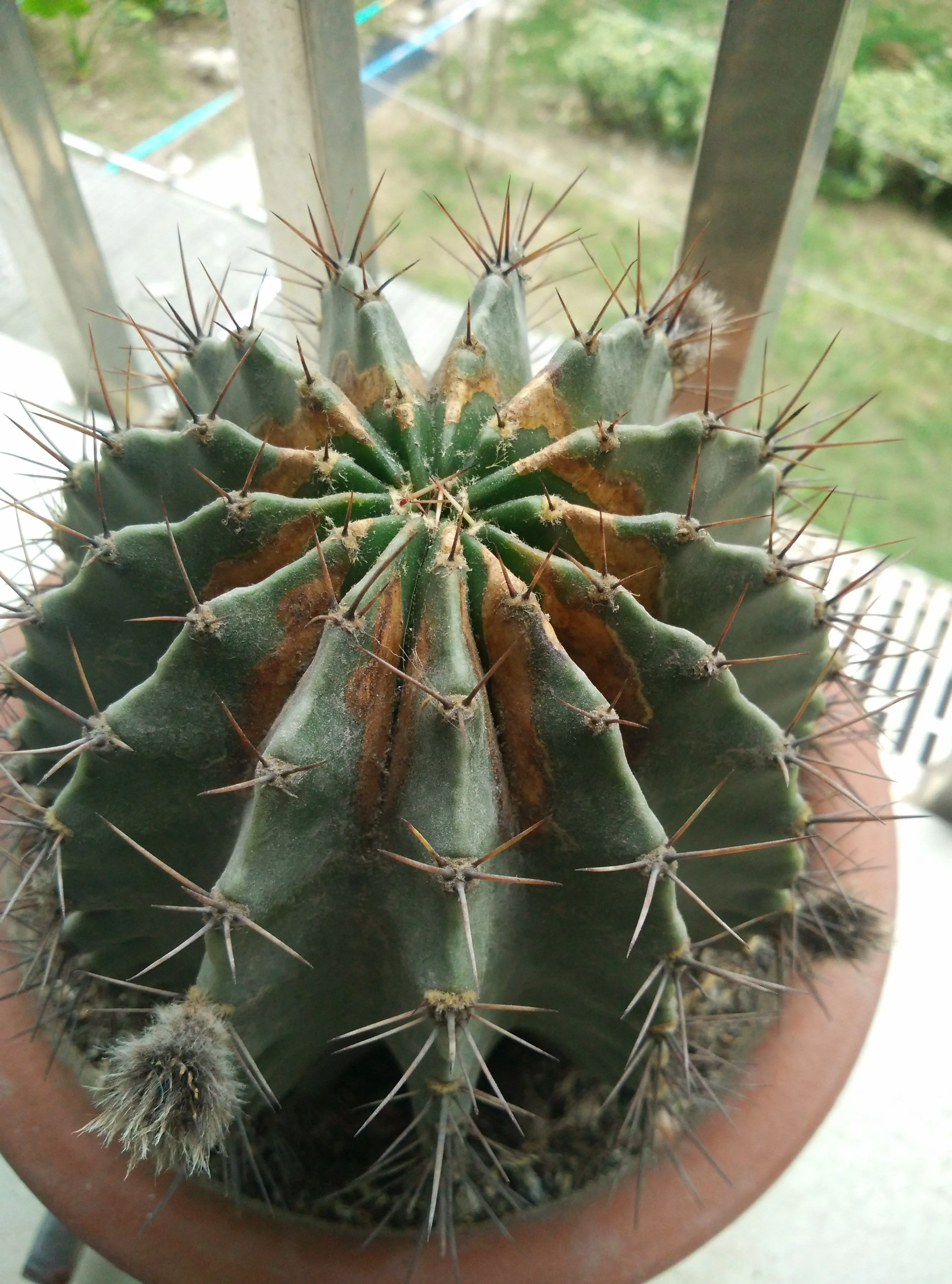 Why Is My Cactus Turning Yellow - 9 Reasons and How to Save It
