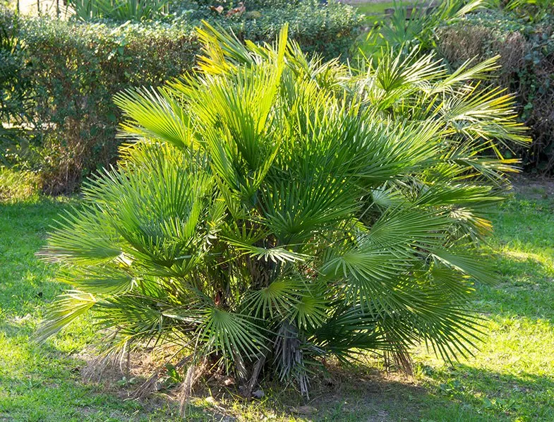 How to Grow European Fan Palm (Chamaerops Humilis)
