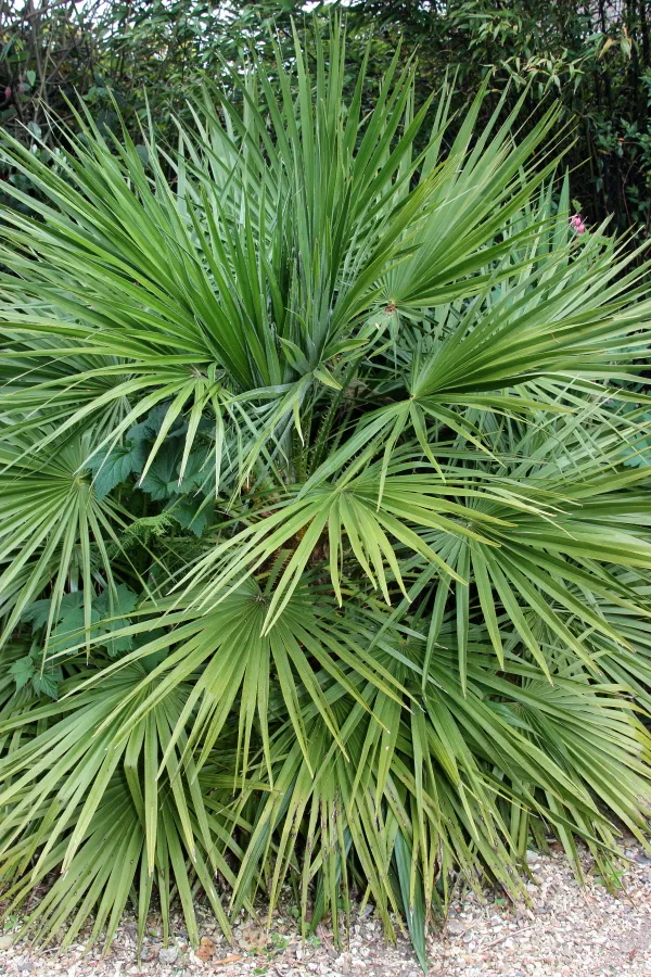 How to Grow European Fan Palm (Chamaerops Humilis)