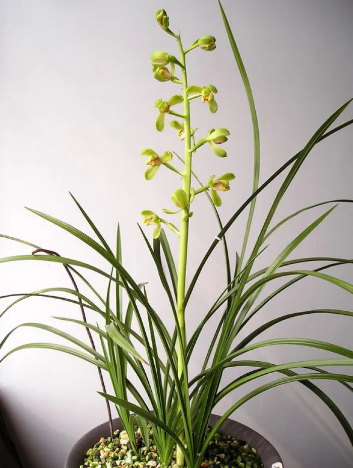 How to Grow and Care for Cymbidium Orchid (Boat Orchids)
