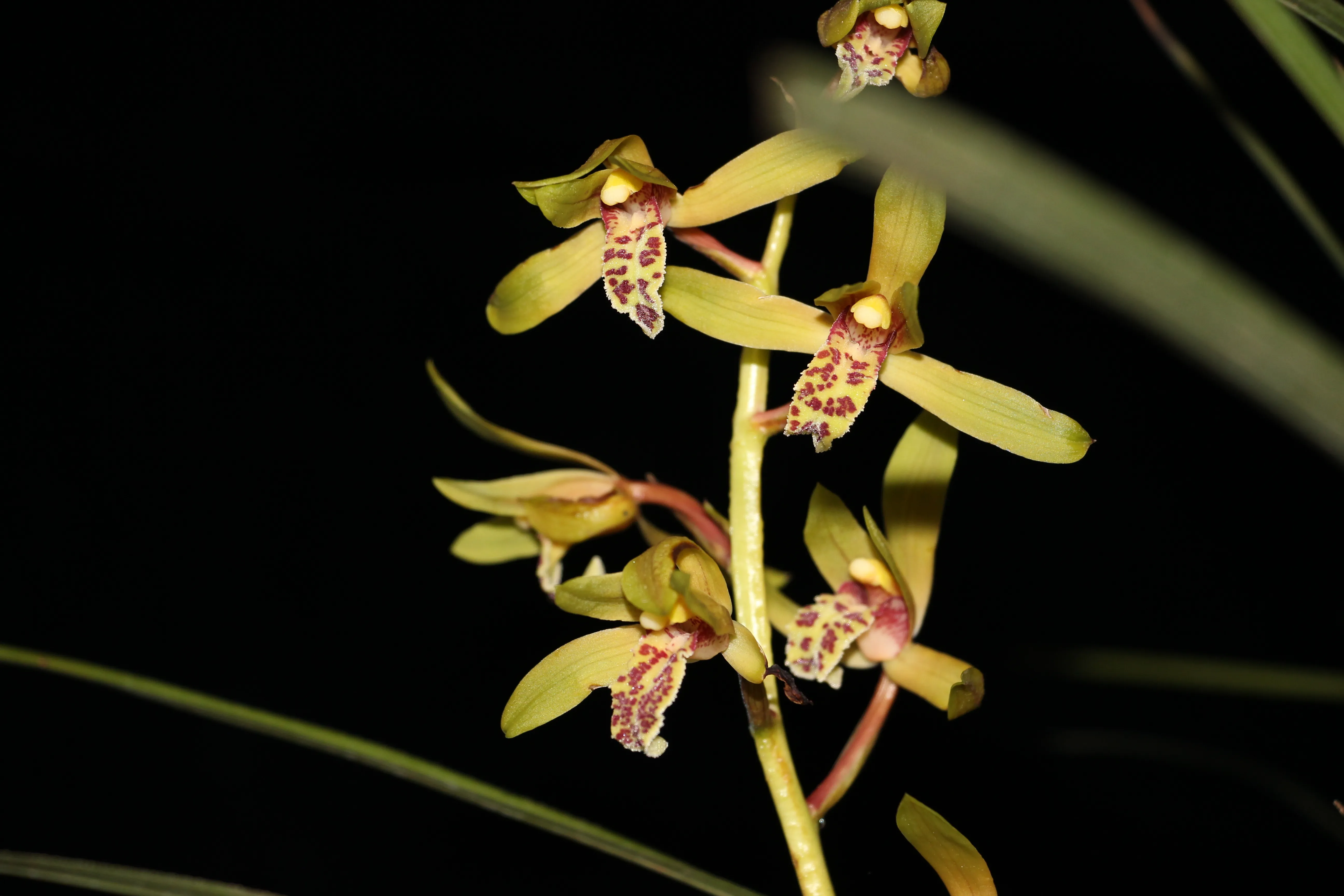 How to Grow and Care for Cymbidium Orchid (Boat Orchids)
