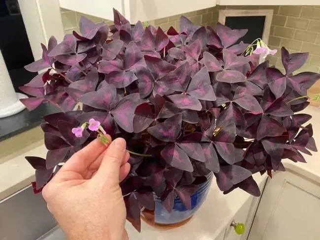 Purple Shamrock Plant (Oxalis Violacea) Care And Growing Guide