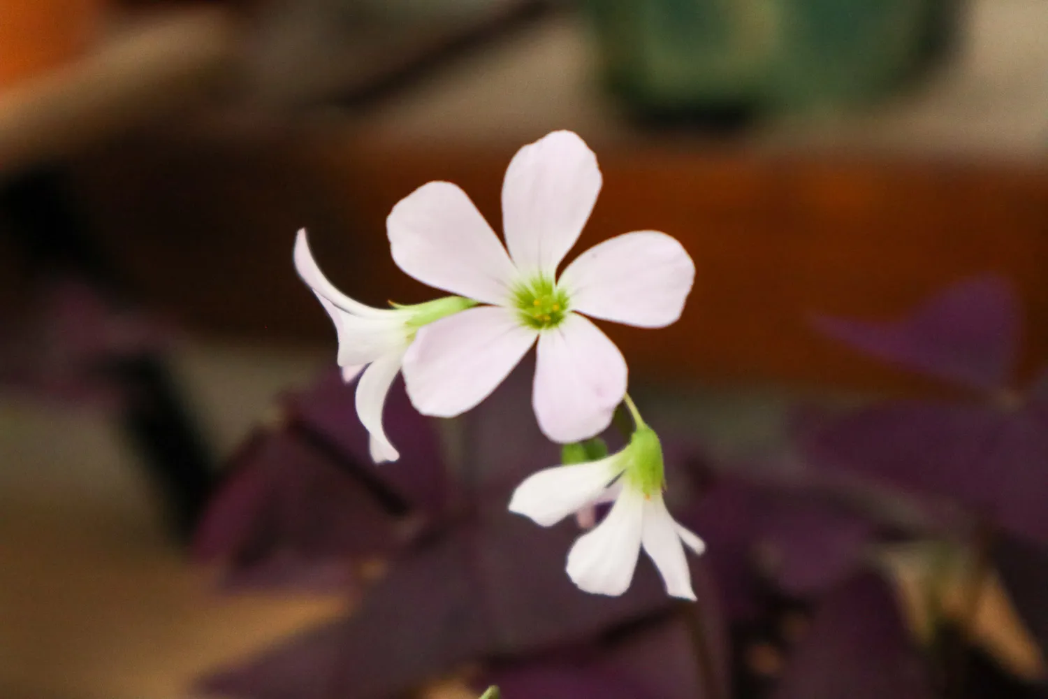 Purple Shamrock Plant (Oxalis Violacea) Care And Growing Guide