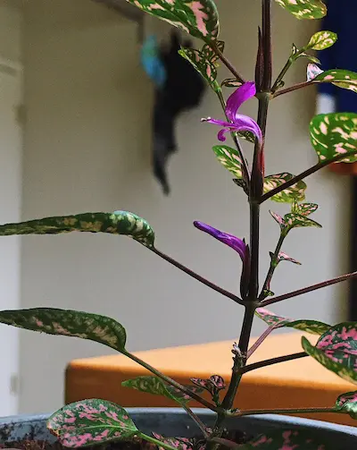 Polka Dot Plant Purple Plant