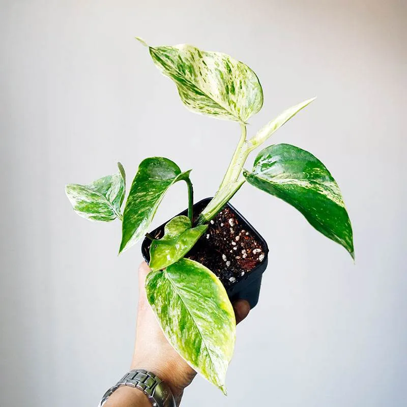 How To Grow And Care For Manjula Pothos
