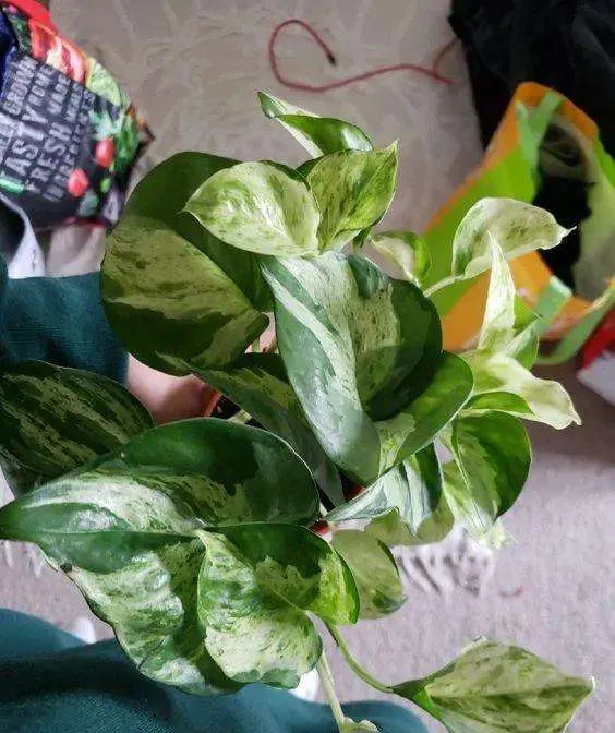 How To Grow And Care For Manjula Pothos