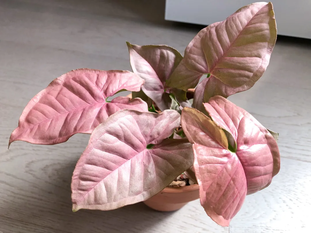 How To Take Care Of Pink Syngonium