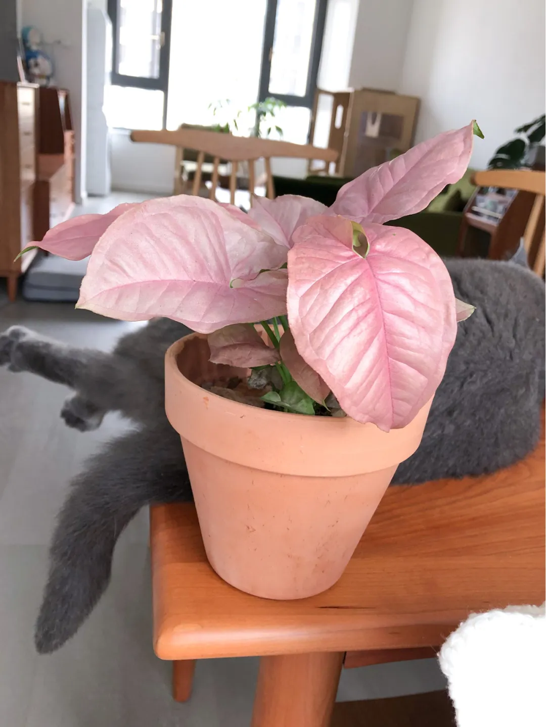 How To Take Care Of Pink Syngonium
