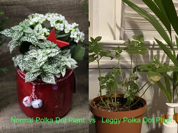 How to Fix a Leggy Polka Dot Plant (Reasons & Solutions)