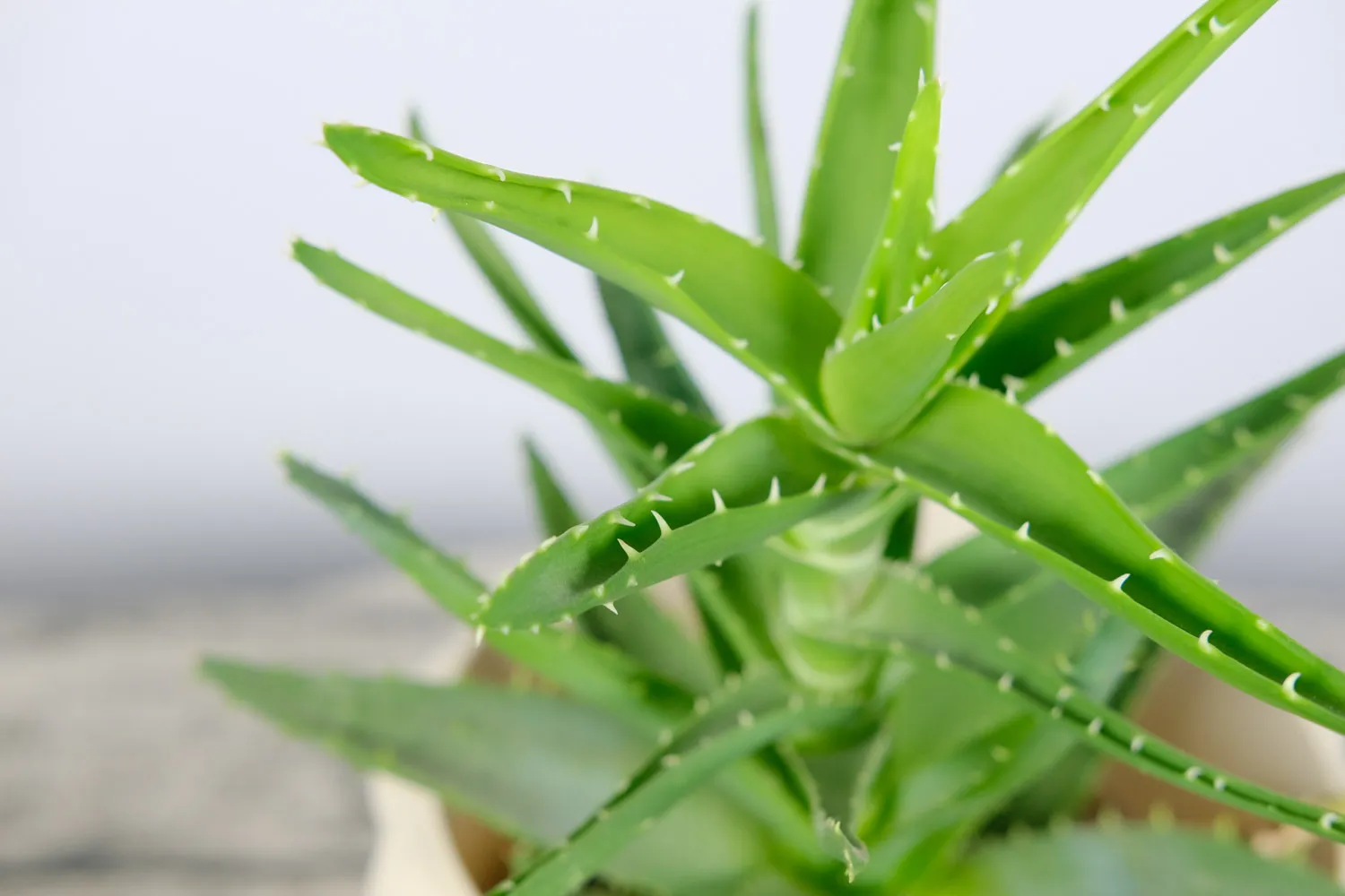 How to Propagate Aloe Plant