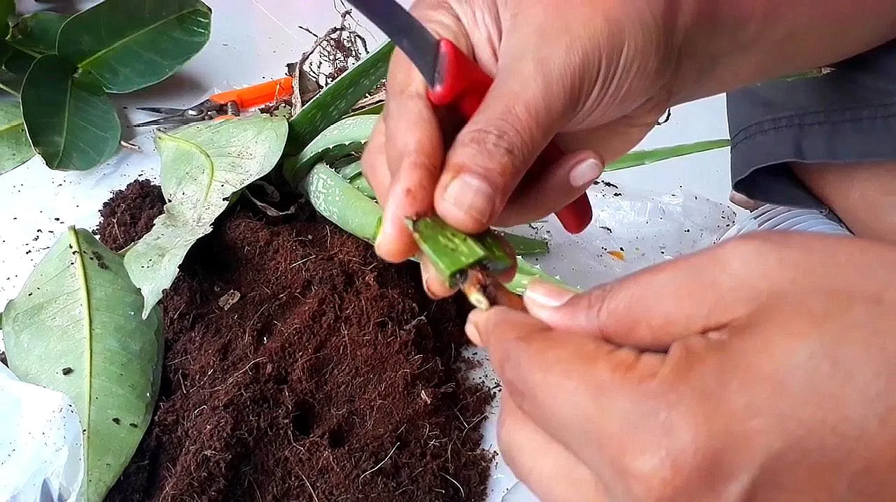 How to Propagate Aloe Plant