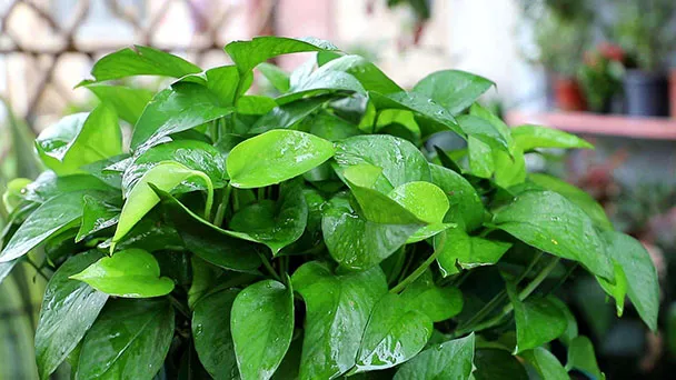 How To Fix Overwatered Pothos