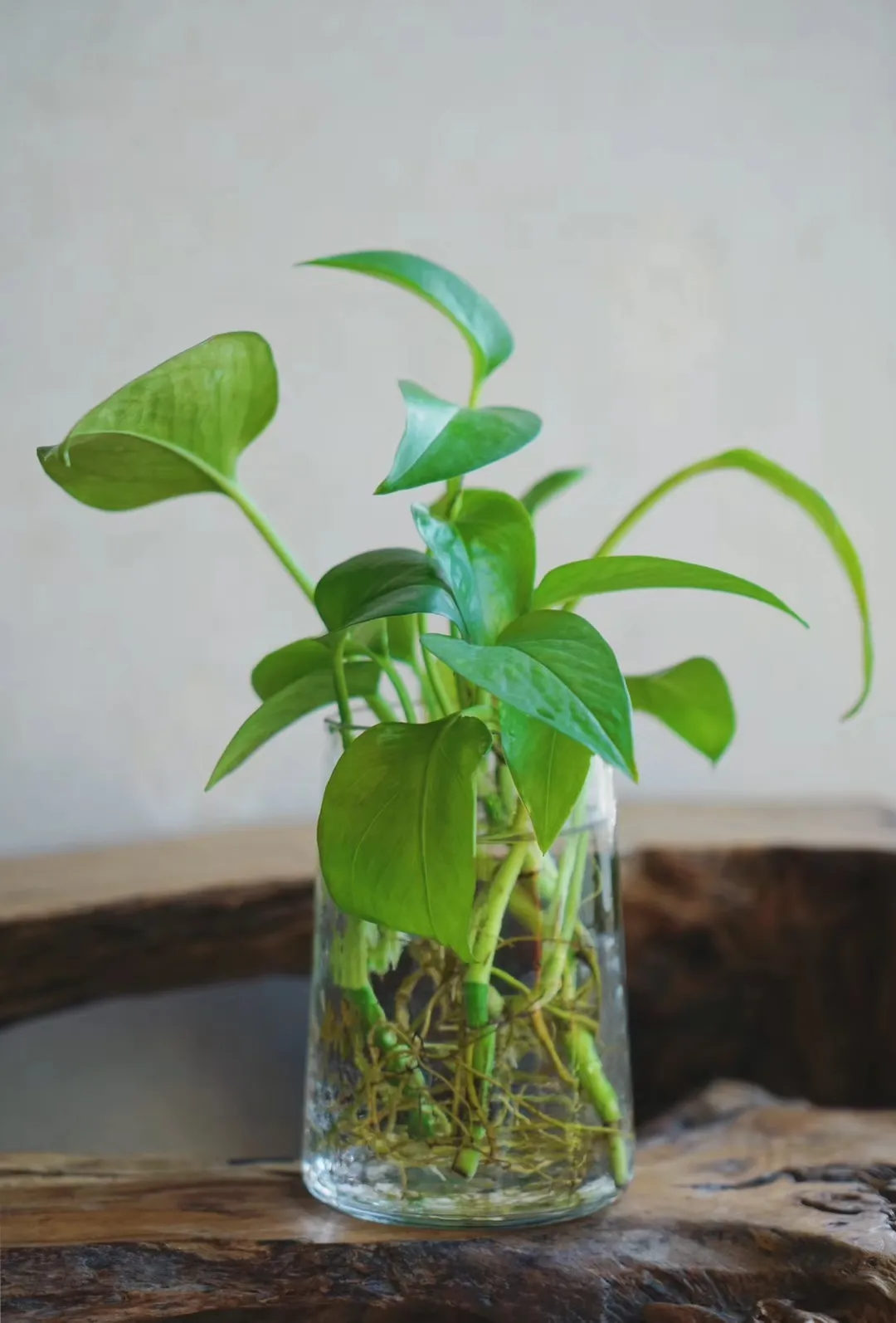 How To Fix Overwatered Pothos