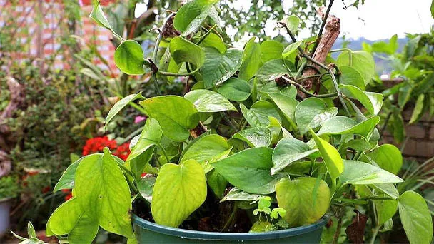 Pothos Root Rot - Cause And Treatment