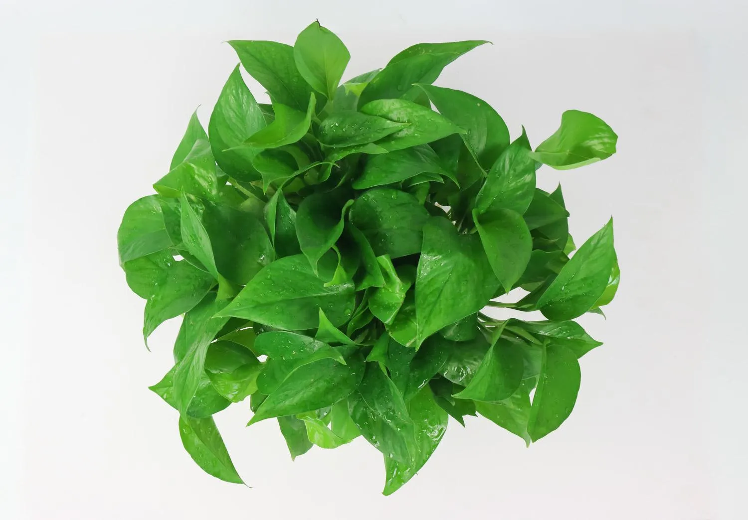 Pothos Root Rot - Cause And Treatment