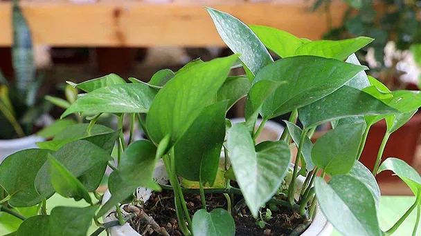 Why Are My Pothos Leaves Turning Yellow - How To Save It