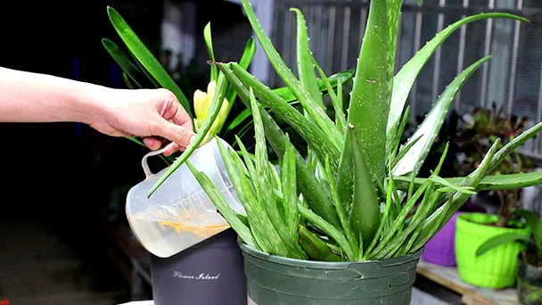 How Often Do You Water Aloe Plants?