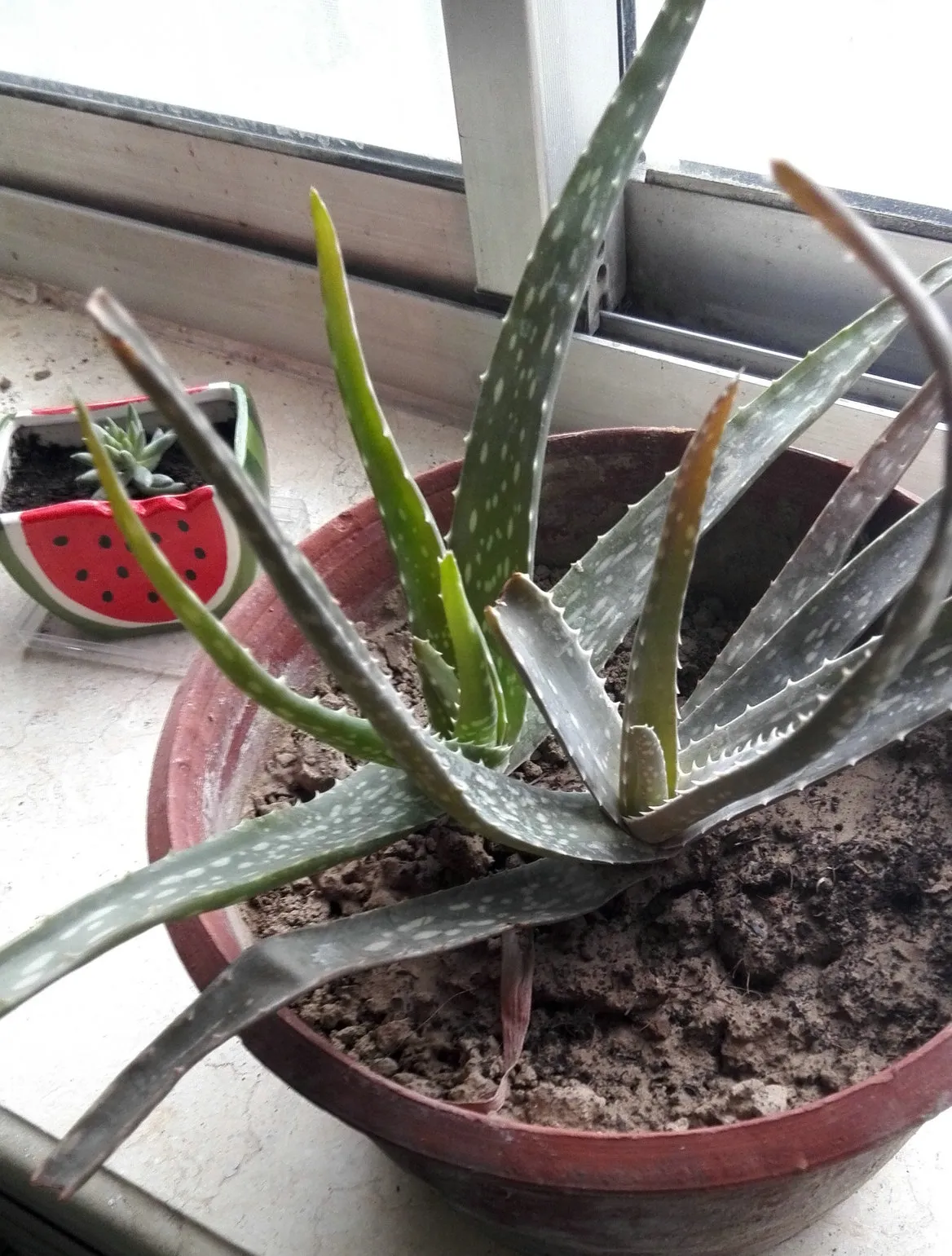 How Often Do You Water Aloe Plants
