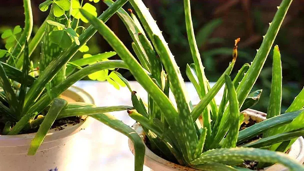 How to Save Overwatered Aloe Plant