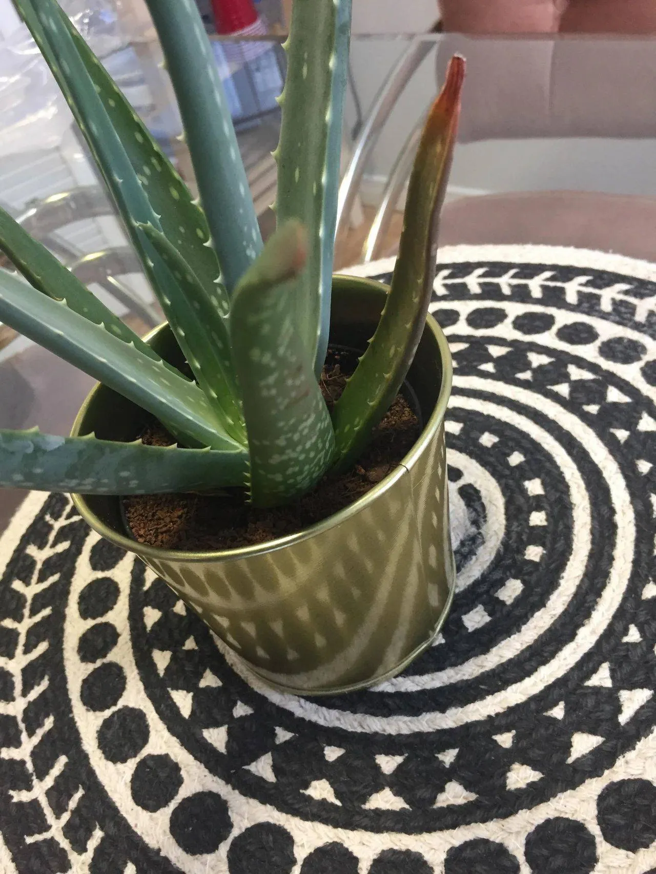 How to Save Overwatered Aloe Plant 