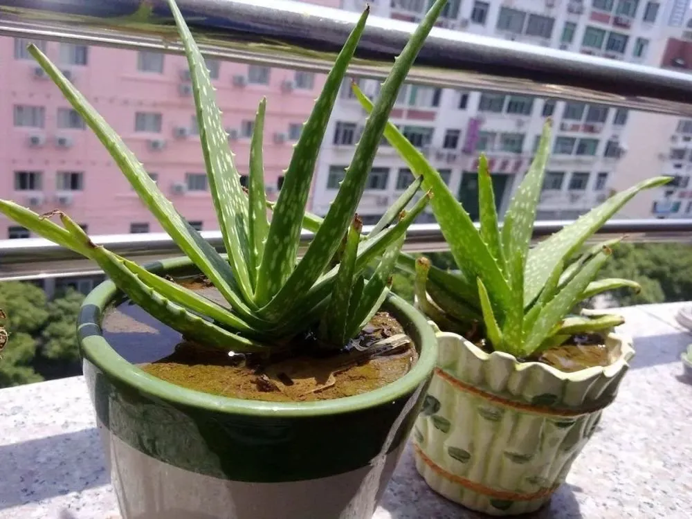 How to Save Overwatered Aloe Plant 
