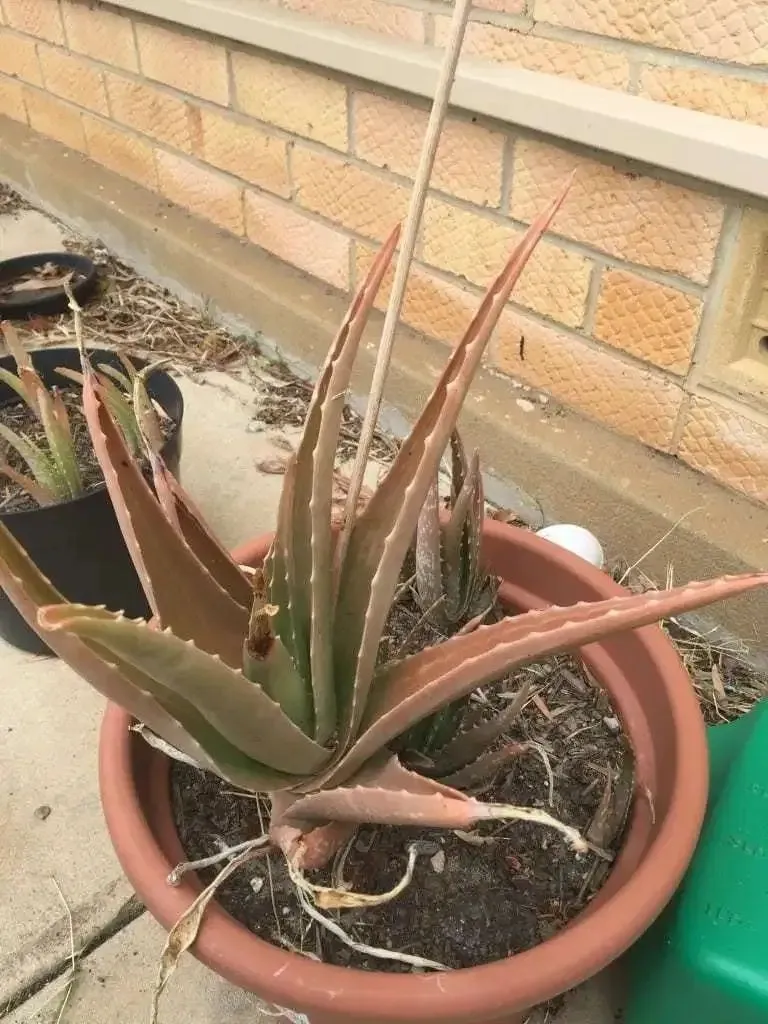 Why Is My Aloe Plant Turning Yellow and Brown