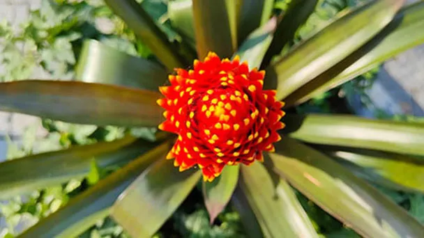How To Grow And Care For Guzmania Plant