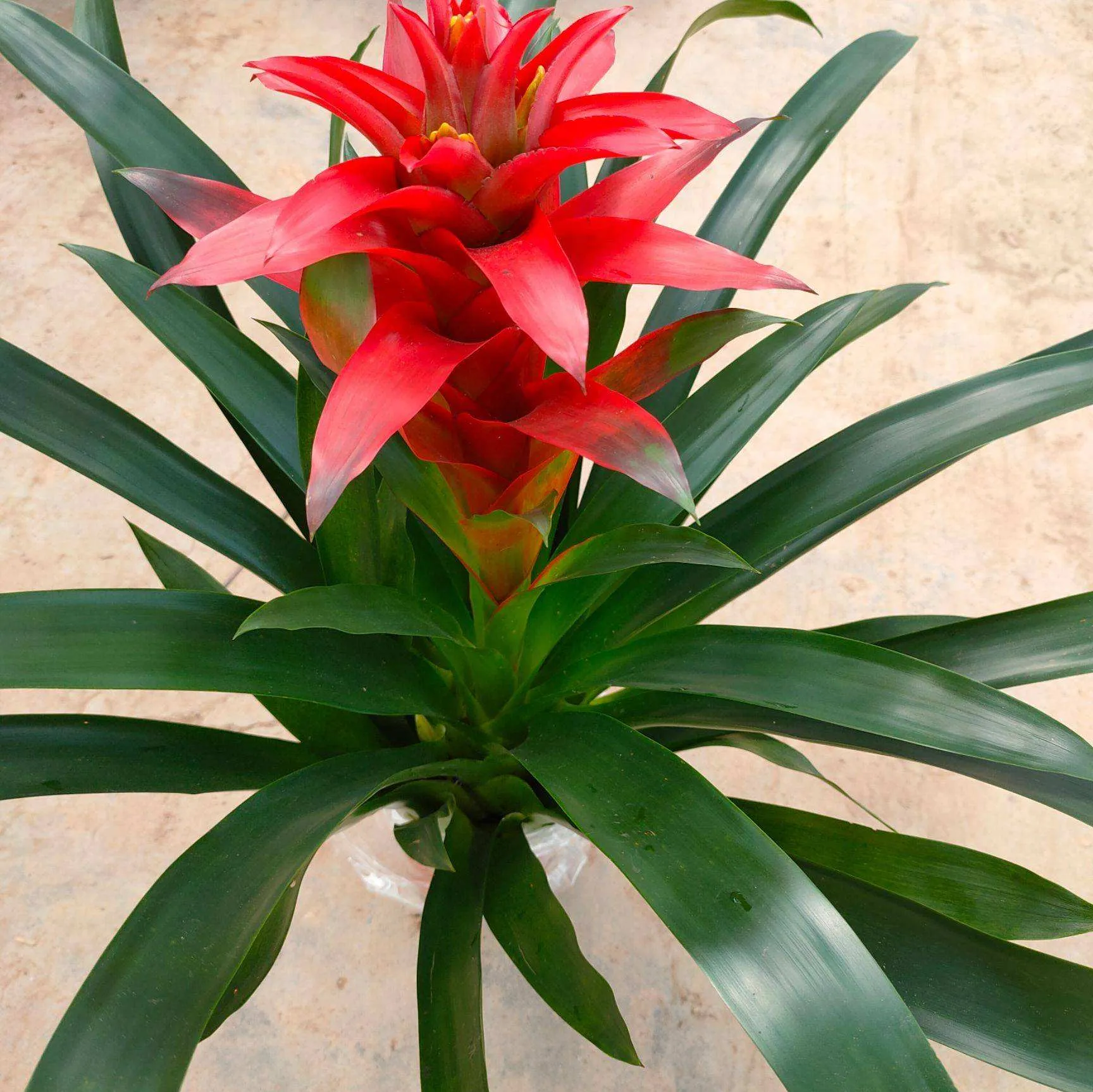 How To Grow And Care For Guzmania Plant