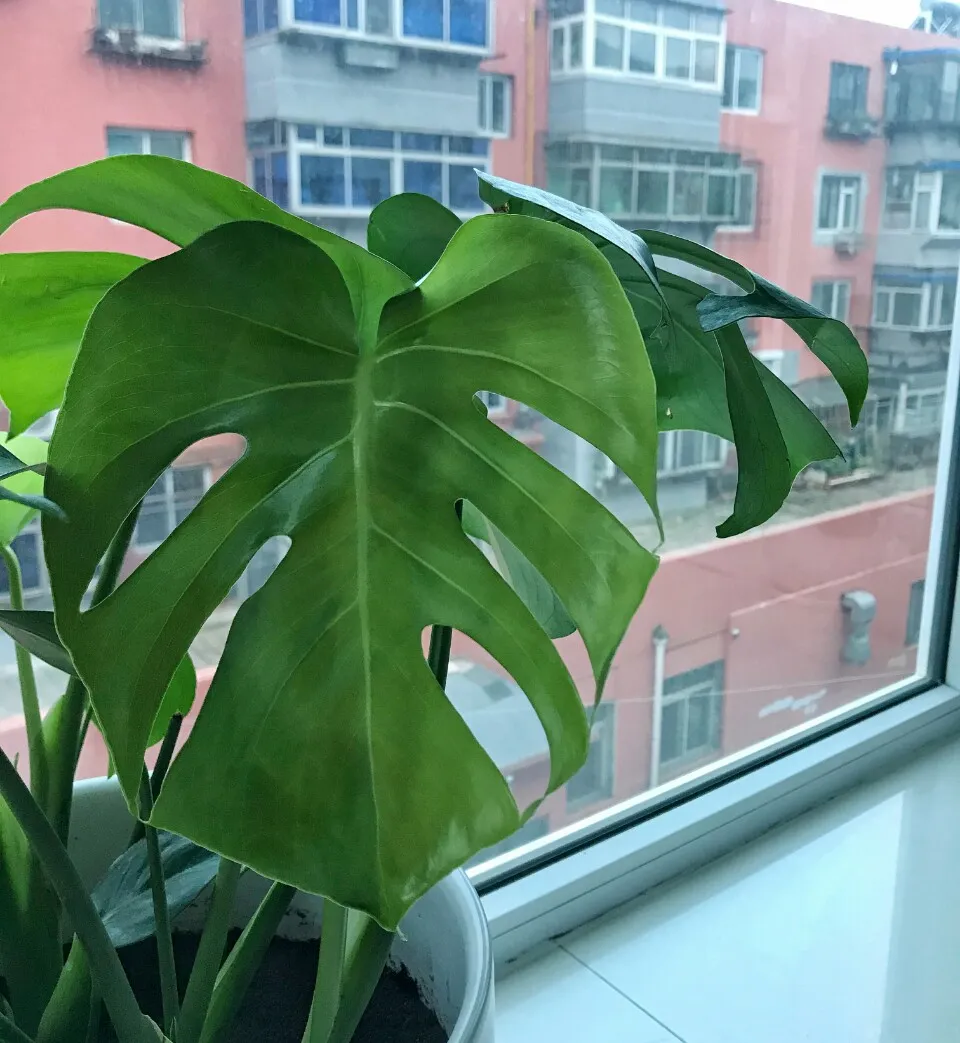 How to Save My Overwatered Monstera