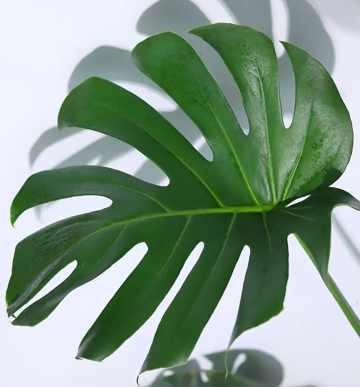 Why Does My Monstera Have Yellow Leaves