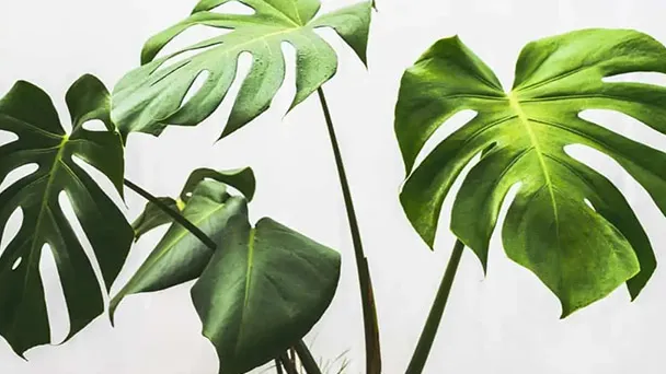  Why My Monstera Leaves Curling - 8 Reasons And How To Fix
