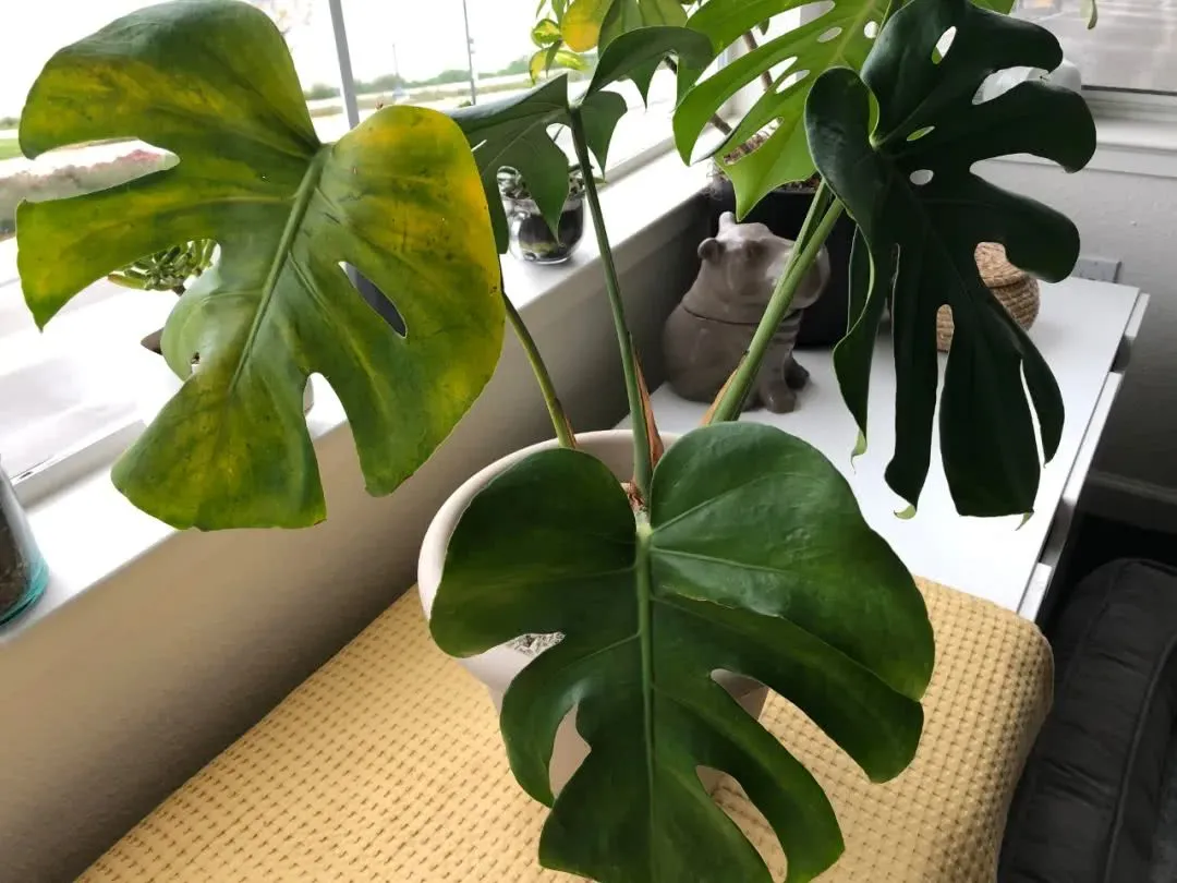  Why My Monstera Leaves Curling