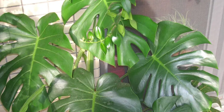  Why My Monstera Leaves Curling