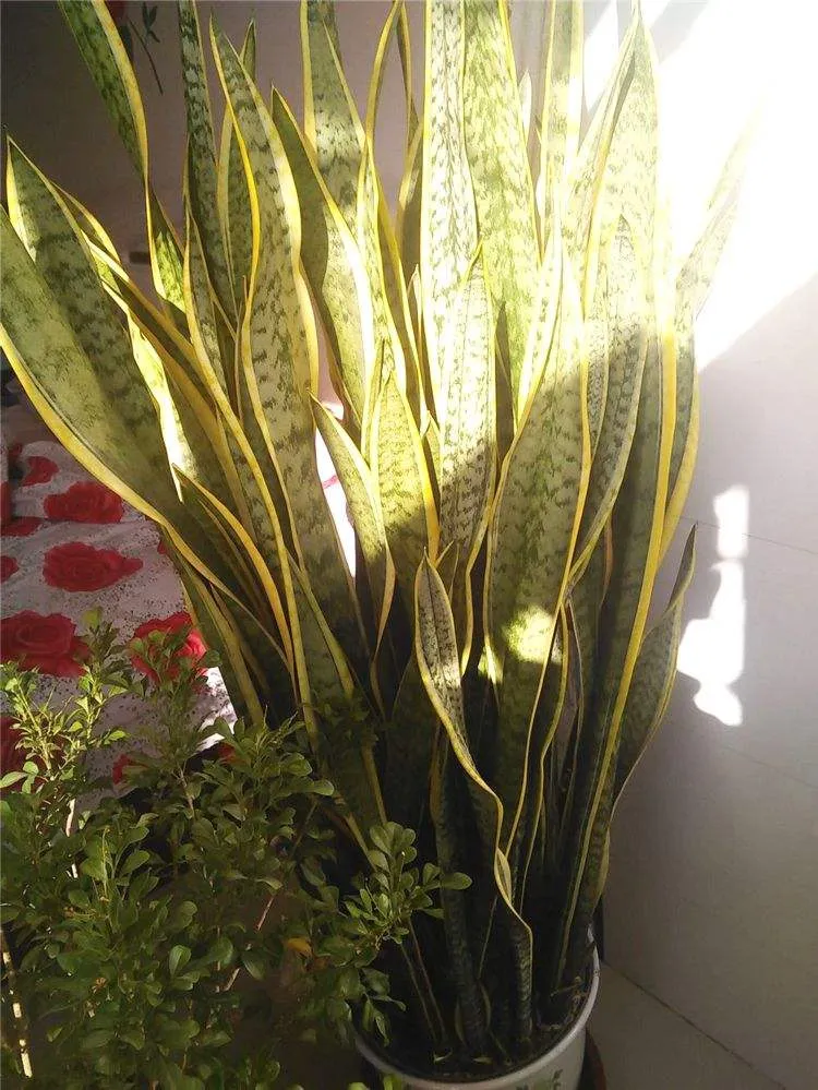 How Much Light Does Snake Plant Need