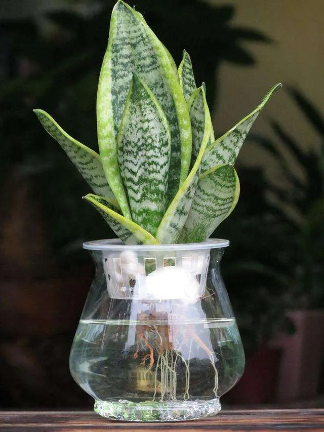 How Often to Water Snake Plant (Sansevieria Trifasciata)