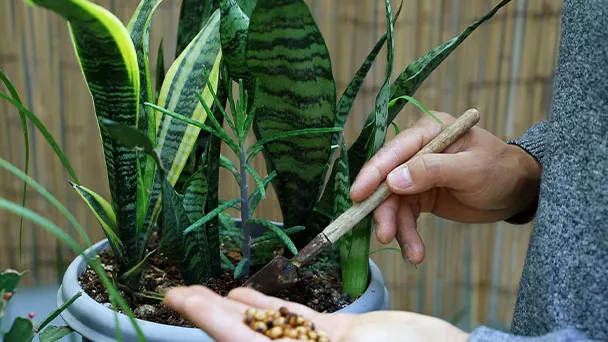 How To Fix Snake Plant Root Rot (Sansevieria Trifasciata)