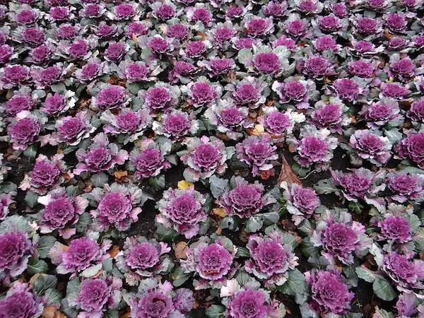 How to Grow & Care for Ornamental Cabbage & Flowering Kale Plant