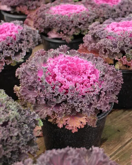 Potted Ornamental Cabbage