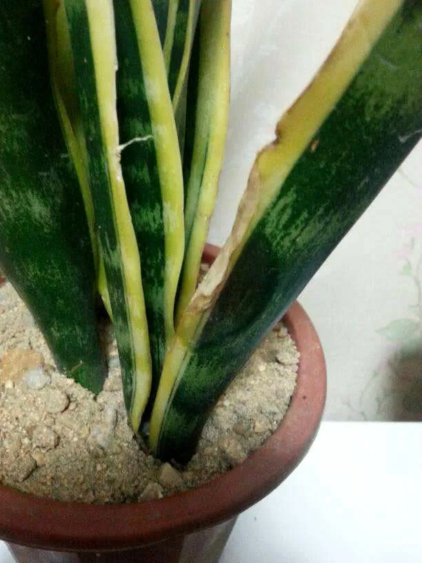 Underwatered Snake Plant (Sansevieria Trifasciata) - Signs And How To Fix